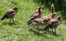 32-Nilgänse-056.jpg